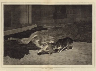 Sympathy